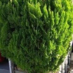 植木