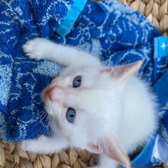 子猫(お話中)
