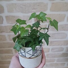 500円　アイビー　鉢植え　3号　観葉植物の画像