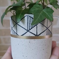 500円　アイビー　鉢植え　3号　観葉植物の画像