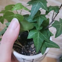 500円　アイビー　鉢植え　3号　観葉植物の画像