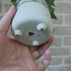 500円　アイビー　鉢植え　3号　観葉植物の画像