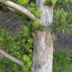 中型　マキ　イヌマキ　槇　ガーデニング　樹木　植木　3m50cmの画像