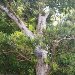 中型　マキ　イヌマキ　槇　ガーデニング　樹木　植木　3m50cmの画像