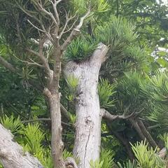 中型　マキ　イヌマキ　槇　ガーデニング　樹木　植木　3m50cmの画像