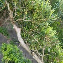 中型　マキ　イヌマキ　槇　ガーデニング　樹木　植木　3m50cmの画像