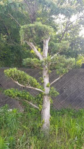 中型　マキ　　イヌマキ　　槇　ガーデニング　樹木　植木　3m50cm