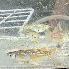 フロマージュの卵、針子　グリーンウォーター入りの画像