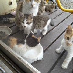 子猫3匹います！