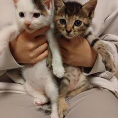 2ヶ月のかわいい子猫です。