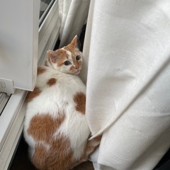 白茶　オス　里親募集