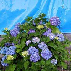 紫陽花（大株）の画像
