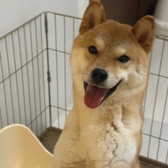 大切に育ててくださる方を探しています。