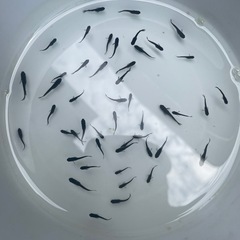 メダカ　ルーナ黒×ミッドナイトフリル　稚魚30匹