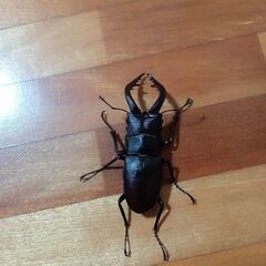 ノコギリクワガタペア➕️♀計3匹500円