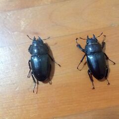 ノコギリクワガタペア➕️♀計3匹500円の画像