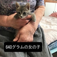 640gの可愛い子猫♀