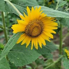 🌻夏までに絶対痩せたい人～集まれ～‼️🌻