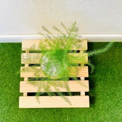 アスパラガス　プルモーサス　観葉植物　ハイドロカルチャーの画像