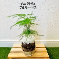アスパラガス　プルモーサス　観葉植物　ハイドロカルチャー