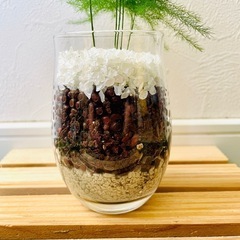 アスパラガス　プルモーサス　観葉植物　ハイドロカルチャーの画像