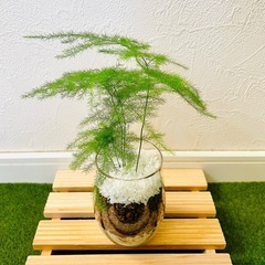 アスパラガス　プルモーサス　観葉植物　ハイドロカルチャーの画像