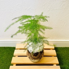 アスパラガス　プルモーサス　観葉植物　ハイドロカルチャーの画像