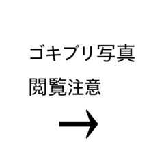 デュビア 成虫 50匹 