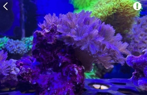 ウミアザミ　スターポリプまとめ販売