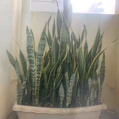 虎の尾の画像