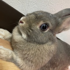 スーパーミニうさぎ
