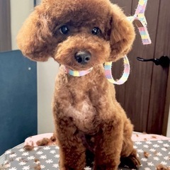 犬友達になってもらいたいです - 国分寺市