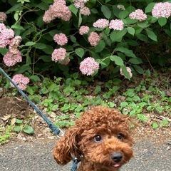 犬友達になってもらいたいです