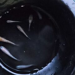 ミックスメダカ🐟の画像