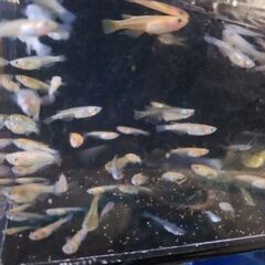 ミックスメダカ🐟の画像