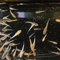 ミックスメダカ🐟
