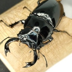 タランドゥスオオツヤクワガタ