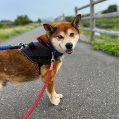 めかぶくん*