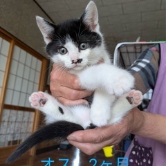 ♡子猫里親募集♡