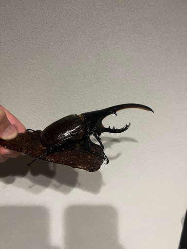 ヘラクレスオオカブト♂1匹　♀2匹セット