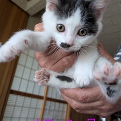 ♡子猫里親募集♡ - 大仙市