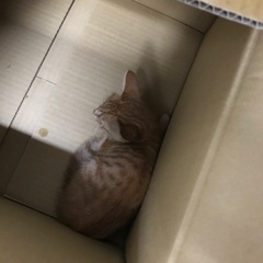 可愛い茶トラの子猫