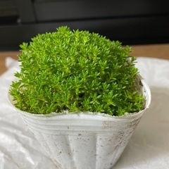 多肉🟢まるモリ🌱