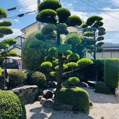 【取引要相談】庭木、岩の撤去を考えておりますの画像