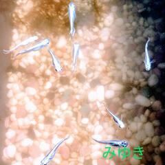 人気の！みゆき⑬フルボディーめだか❣️稚魚〜幼魚💞