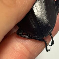 ★クワガタ★ 完品 早い者勝ち！ 極太血統 国産オオクワガタ アンバランス アブレイズ 顎幅6.3mmUp新成虫ペア ♂71mm x ♀フリー 未後食 未使用の画像