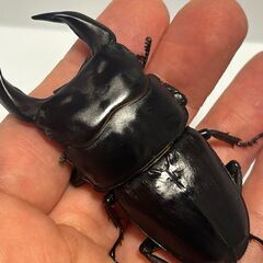 ★クワガタ★ 完品 早い者勝ち！ 極太血統 国産オオクワガタ アンバランス アブレイズ 顎幅6.3mmUp新成虫ペア ♂71mm x ♀フリー 未後食 未使用の画像
