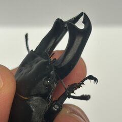 ★クワガタ★ 完品 種親候補 早い者勝ち！ 極太血統 国産オオクワガタ アンバランス アブレイズ 顎幅7.0mmUp新成虫ペア ♂74mm x ♀フリー 未後食 未使用の画像