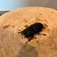 グランディスオオクワガタ　トリオの画像