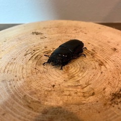 グランディスオオクワガタ　トリオの画像